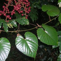 Ampelocissus indica (L.) Planch.